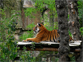 Tiger in ZOO, art , tiger, alone, zoo, nice HD wallpaper