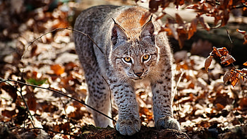Stunning lynx, , Nature's beauty, Mesmerizing wilderness HD wallpaper