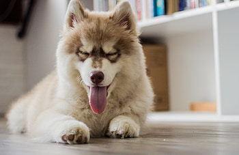 Animals, Dog, Muzzle, Protruding Tongue, Tongue Stuck Out HD wallpaper