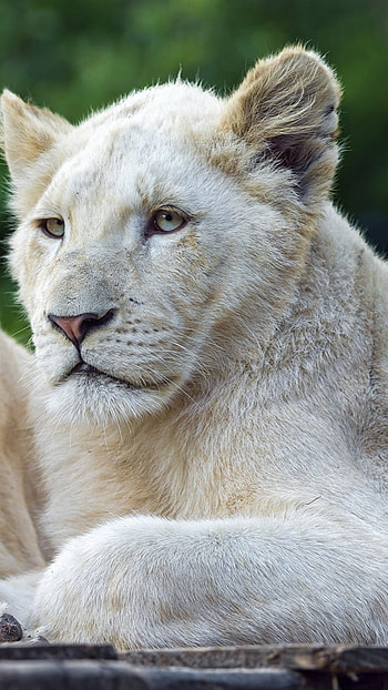 White Lion, Female Lion HD phone wallpaper