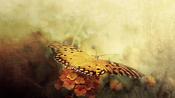 Animals, Flowers, Background, Butterfly, Wings HD wallpaper