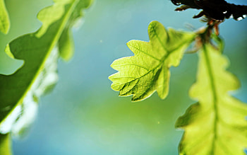 Oak Tree, Oak tree , Tree backgrounds, Scenic beauty HD wallpaper
