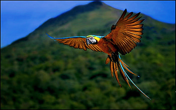 parrot, lapa, montain, colors, beautiful HD wallpaper