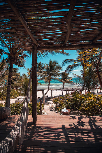 Nature, Beach, Palms, Summer, Relaxation, Rest, Tropics HD phone wallpaper