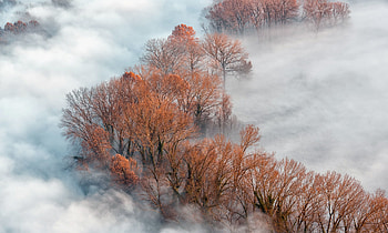 Aerial, Nature, , Fog, Fall, Tree HD wallpaper