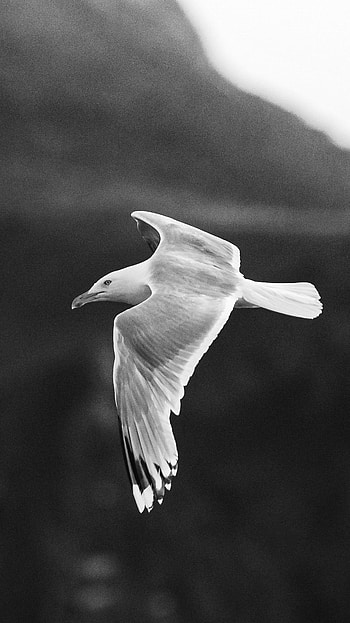 Seagull, Flying, , Aesthetic HD phone wallpaper