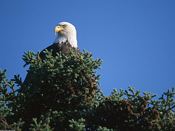 View_From_the_Top_Bald_Eagle_Alaska, blue, birds, eagle, animals, top, eyes, sky, tree HD wallpaper