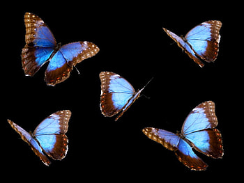Flight of the blues, butterflies, black background, blue brown black, flight, five HD wallpaper
