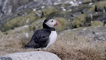 Puffin, bird, aquatic HD wallpaper