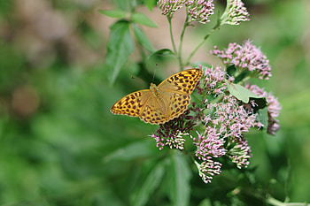 Animals, Flowers, Macro, Pattern, Butterfly, Wings HD wallpaper