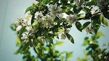 Flowers, Leaves, Plant, Branch HD wallpaper