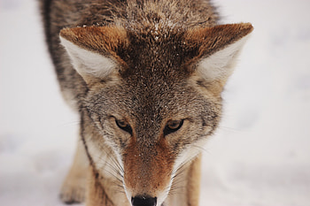Animals, Snow, Predator, Sight, Opinion, Wildlife, Coyote HD wallpaper
