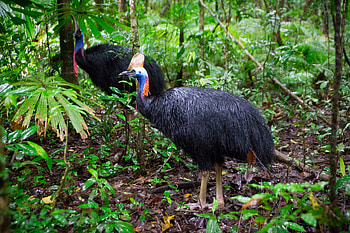 Save the cassowary campaign, Frequently asked questions, Rainforest protection initiative, Conservation efforts HD wallpaper