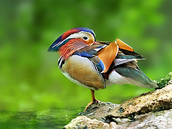 Beautiful Duck, cool, duck, beautiful HD wallpaper