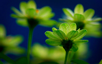 Flowers, Plant, Macro, Greens, Stem, Stalk HD wallpaper