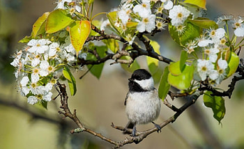 Spring Branches, trees, flowers, bird, spring HD wallpaper