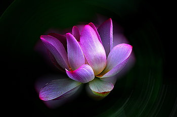 Lotus, Flowers, Pink, Background, Petals HD wallpaper