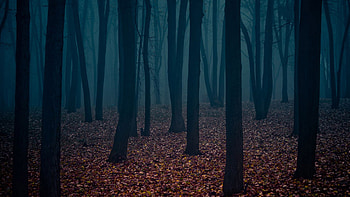pin Dark clipart creepy forest HD wallpaper