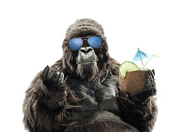 Gorilla gone on vacation, fun, sunglasses, funny, gorilla, drinks, vacation HD wallpaper