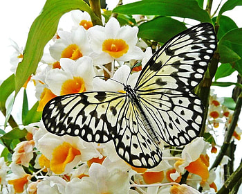 Spring is here, butterfly, black and white, flowers, yellow and wjite, large, dappled wings HD wallpaper