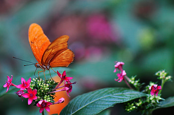 Butterfly, pink, flower, green, fluture, orange, insect HD wallpaper