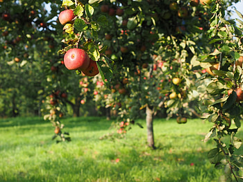 Apple Tree, Garden , Nature HD wallpaper