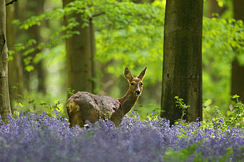 Deer, animal, roe, nature HD wallpaper