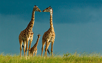 Family, Giraffes HD wallpaper