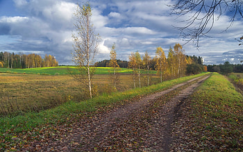Autumn Road, birches, Latvia, road, path, fields HD wallpaper
