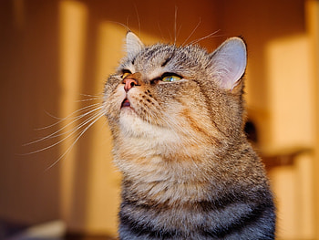 Animals, Shine, Light, Cat, Muzzle, Sight, Opinion HD wallpaper