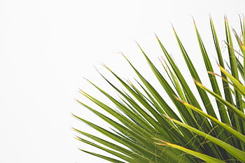 A detailed close-up shot of vivid green palm leaves against a light background. HD wallpaper