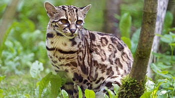 Ocelot, Wild muzzle, , Nature's beauty HD wallpaper