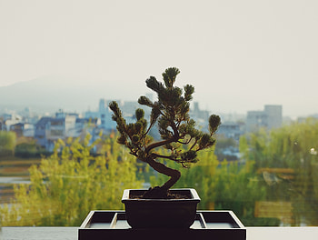 Flowers, Flower, Pot, Bonsai HD wallpaper