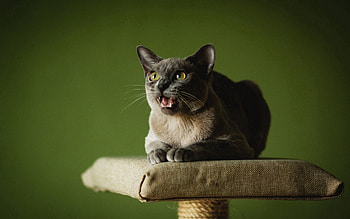 Animals, Cat, Muzzle, Scream, Cry HD wallpaper