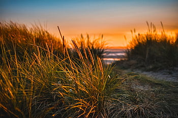 Watch the sun set over a tranquil beach, surrounded by lush grasses and a calm ocean view. HD wallpaper