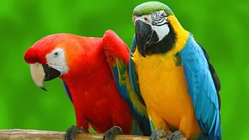 MACAWS, PARROTS, FEATHERS, COLORS, WINGS HD wallpaper