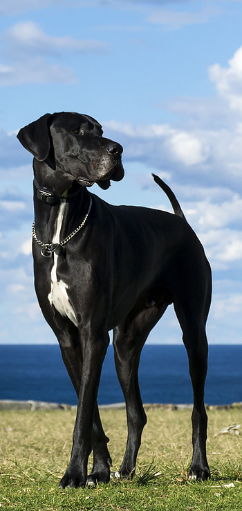 Great Dane, Best dog , Dog and cat , Adorable moments HD phone wallpaper