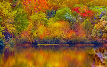 Colorful Autumn Forest, colorful, reflection, trees, autumn, nature, forest, lake HD wallpaper