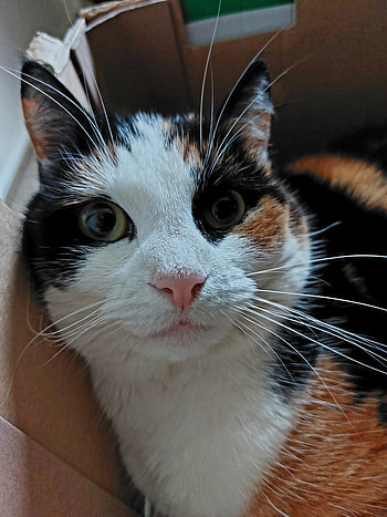 Cat, whiskers, fur HD phone wallpaper