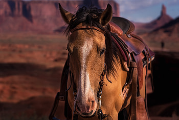 Horse, animal, range, saddle HD wallpaper