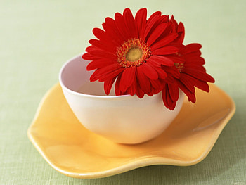 Plants, Flowers HD wallpaper