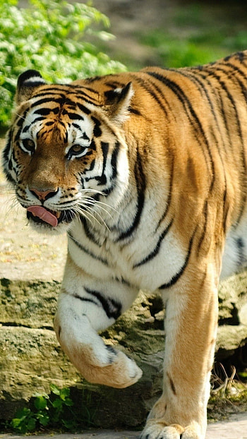 Tiger , Nature, Animals HD phone wallpaper
