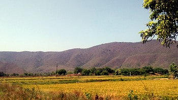 Mountain & Paddy Field, Green, Paddy Field, yellow, Mountain HD wallpaper