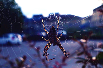 Web, Macro, Insect, Spider HD wallpaper