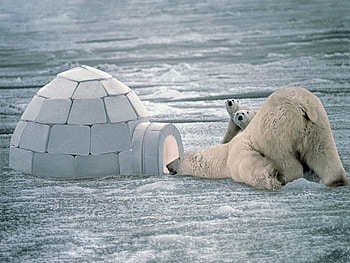 Animals, Bears HD wallpaper