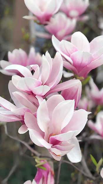 Magnolia , Nature's grace, Floral wonderland, Elegant blossoms HD phone wallpaper
