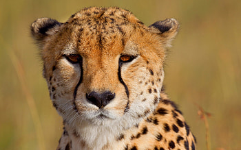 Cheetah , Powerful presence, Striking pattern, High impact HD wallpaper