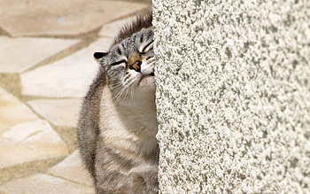 Animals, Cat, Fluffy, Weasel, Rub, Rub Oneself HD wallpaper