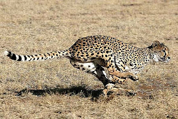 Cheetah on Run, cool, cheetah, on run HD wallpaper