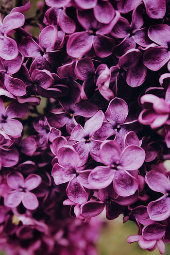 Flowers, Lilac, Macro, Bloom, Flowering HD phone wallpaper